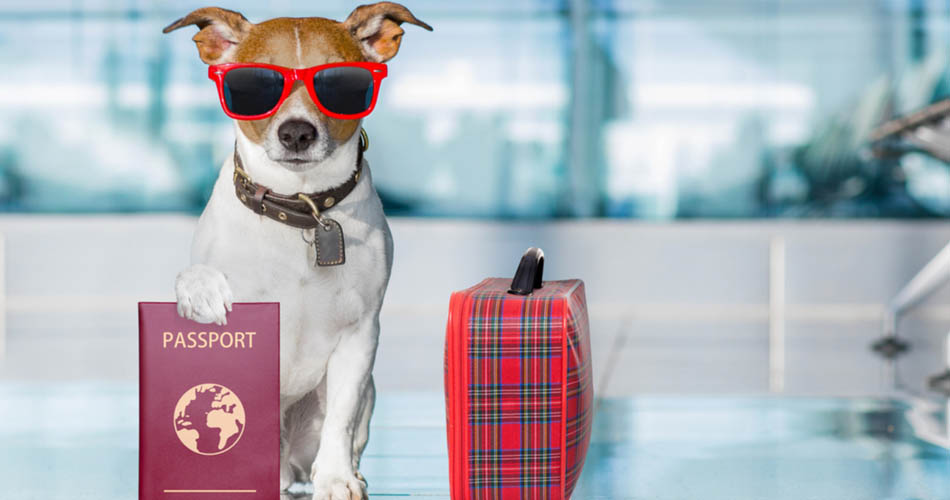 The passport of the animal must also contain the following details