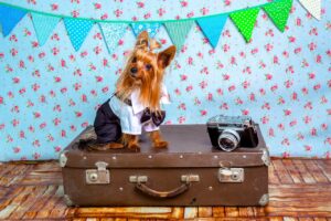 Tips for Traveling to Morocco With Pets