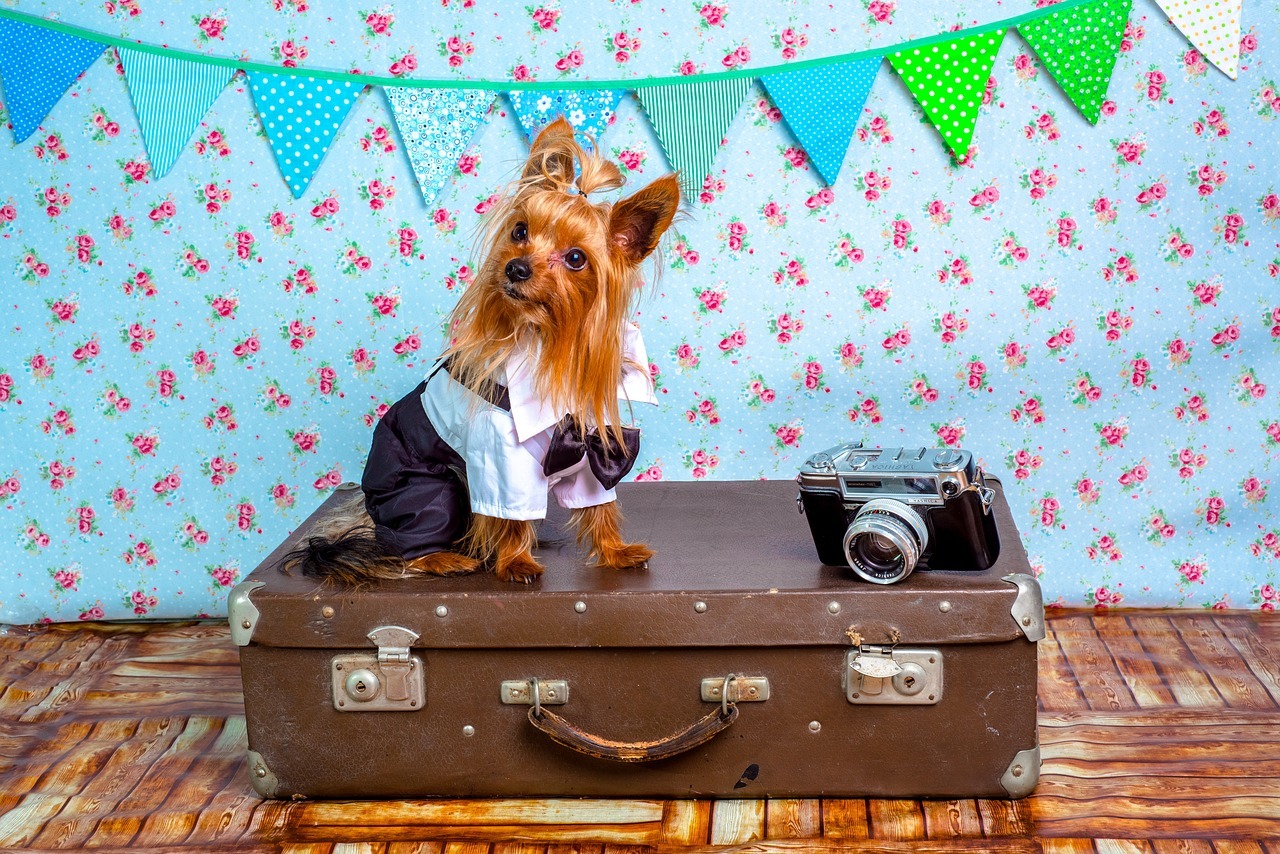 Tips for Traveling to Morocco With Pets