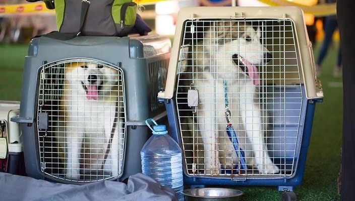 Tips for Traveling to Morocco With Pets